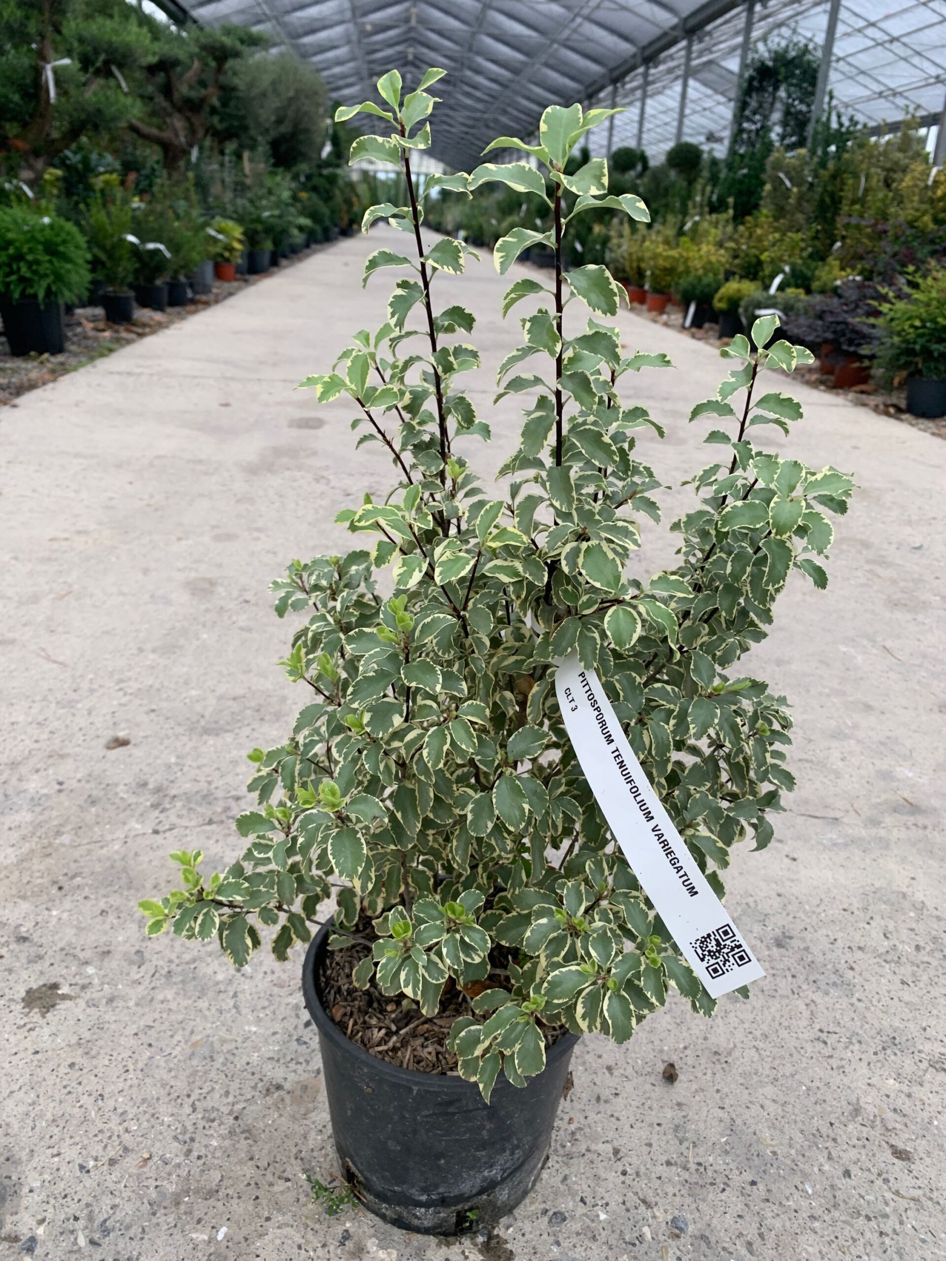 Pittosporum tenuifolium 'VARIEGATUM' Pittosporum tenuifolium 'VARIEGATUM' - slika 1