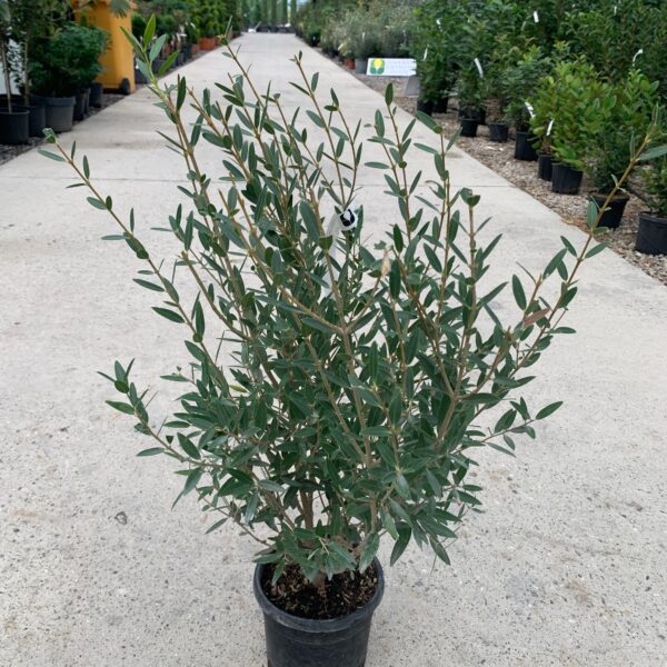 Phillyrea angustifolia