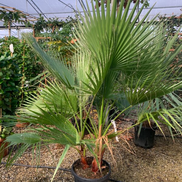Washingtonia robusta