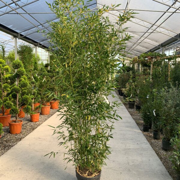 Bambusa phyllost 'BISSETII'