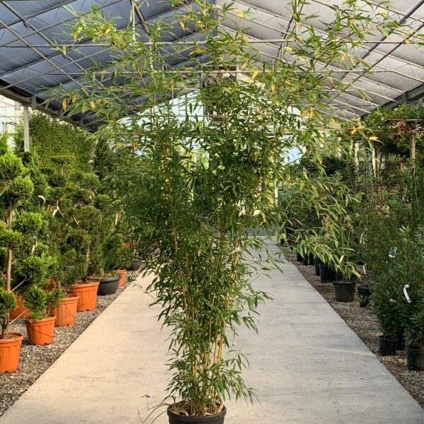 Bambusa phyllost 'AUREOSUL. SPECTABILIS'