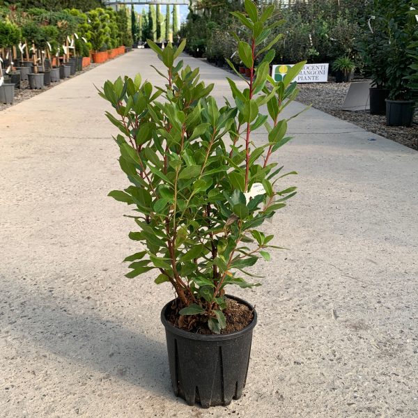 Arbutus unedo (Navadni jagodnjak)