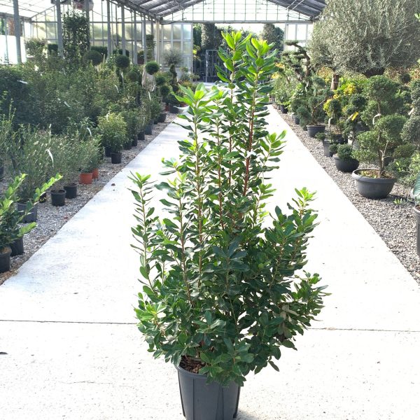 Arbutus unedo (Navadni jagodnjak)