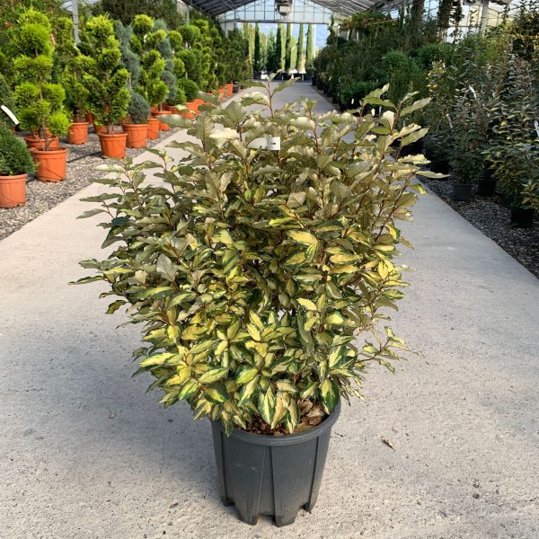 Elaeagnus x ebbinhgei 'Maryline' (Oljčica)