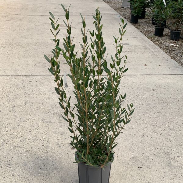 Phillyrea angustifolia
