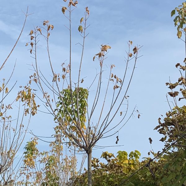 Acer negundo 'Flamingo' (Pisanolistni ameriški javor)