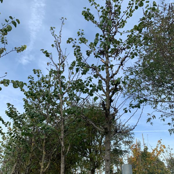 Cercis siliquastrum (Judeževo drevo/Nav.jadikovec)