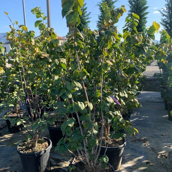 Cercis chinensis 'Avondale' (Judežev drevo)