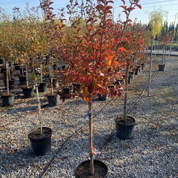 Lagerstroemia × TONTO