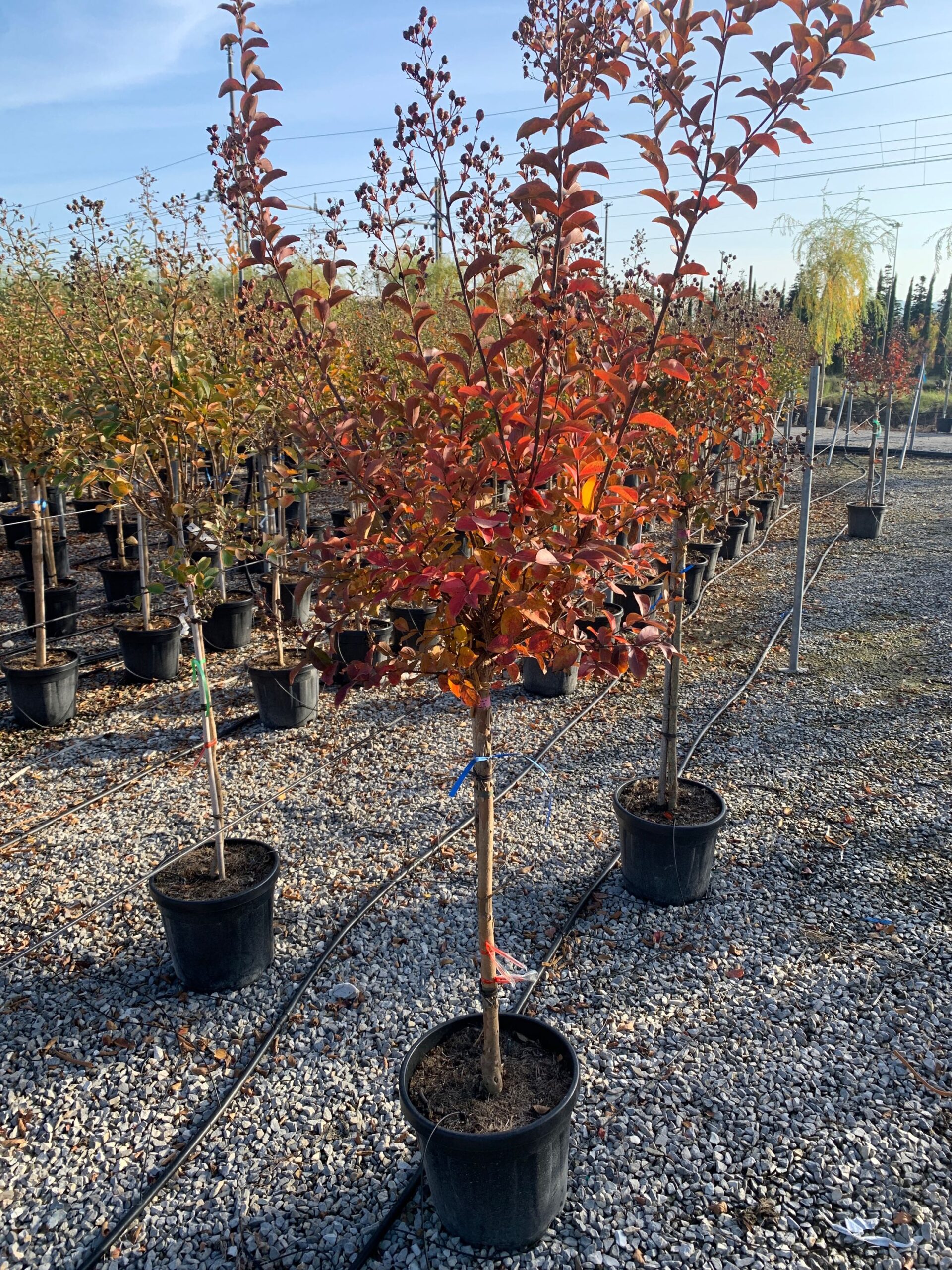 Lagerstroemia × TONTO Lagerstroemia × TONTO - slika 1