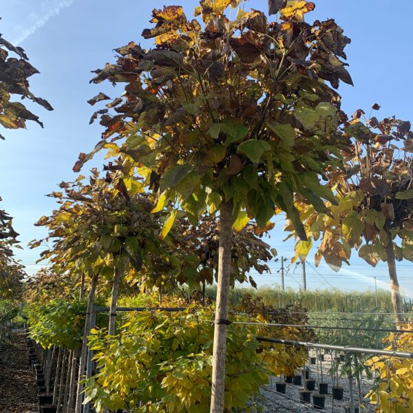 Catalpa bungei