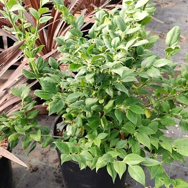 Sarcococca ruscifolia