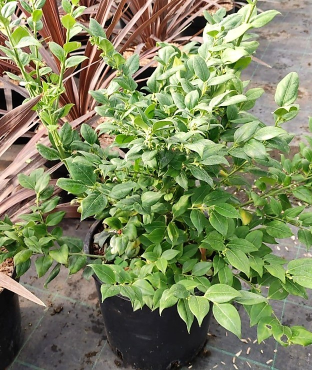 Sarcococca ruscifolia Sarcococca ruscifolia - slika 1