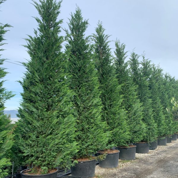 Cupressocyparis leylandii (Lejlandova cipresa)
