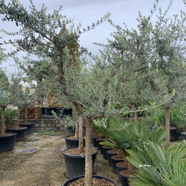 Olea europaea 'FORMA TOSCANA'