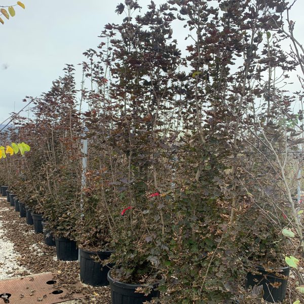 Acer platanoides 'Crimson Sentry' (Rdečelistni ostrolistni javor)