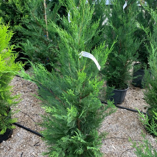 Cupressocyparis leylandii (Lejlandova cipresa)