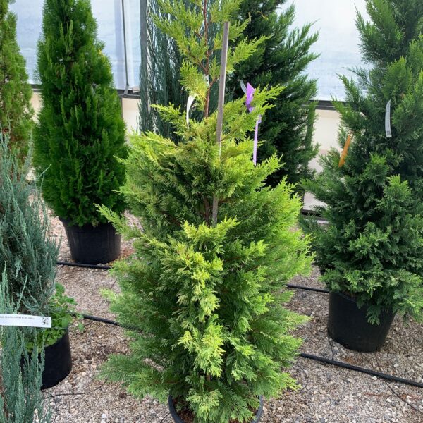 Cupressocyparis leylandii 'Gold Rider ' (Leylandova cipresa)