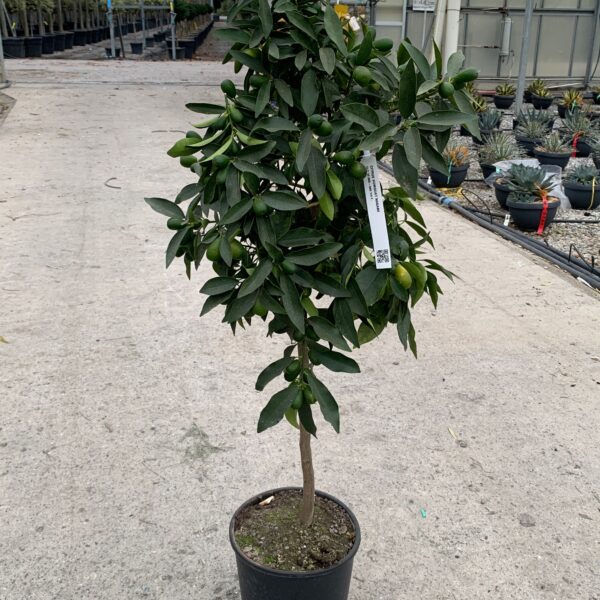 Citrus kumquat 'NAGAMI'