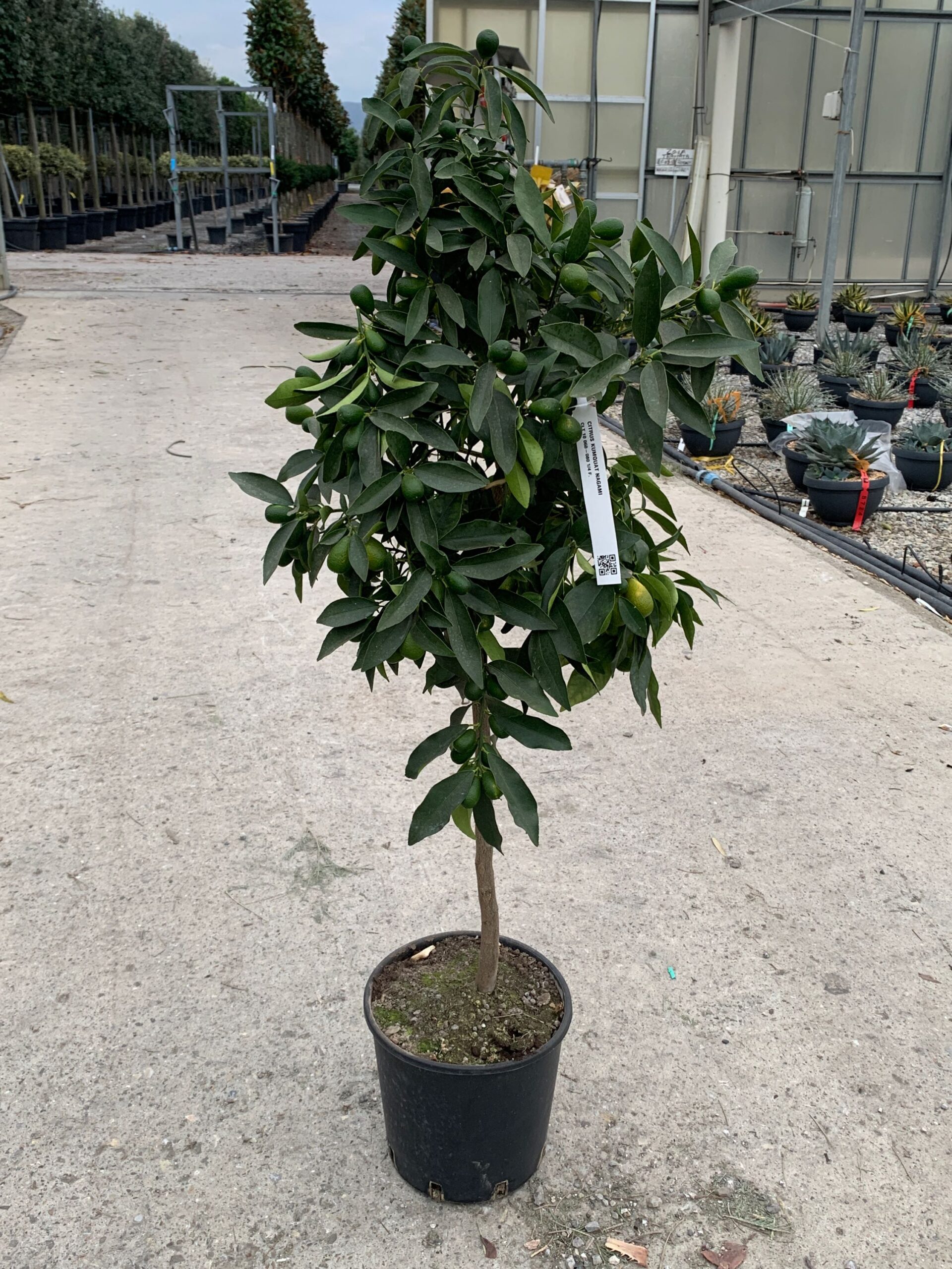 Citrus kumquat 'NAGAMI' Citrus kumquat 'NAGAMI' - slika 1
