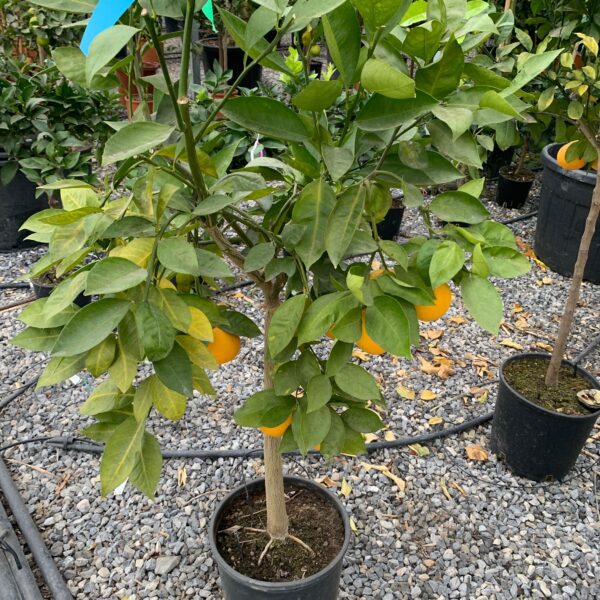 Citrus × SINENSIS