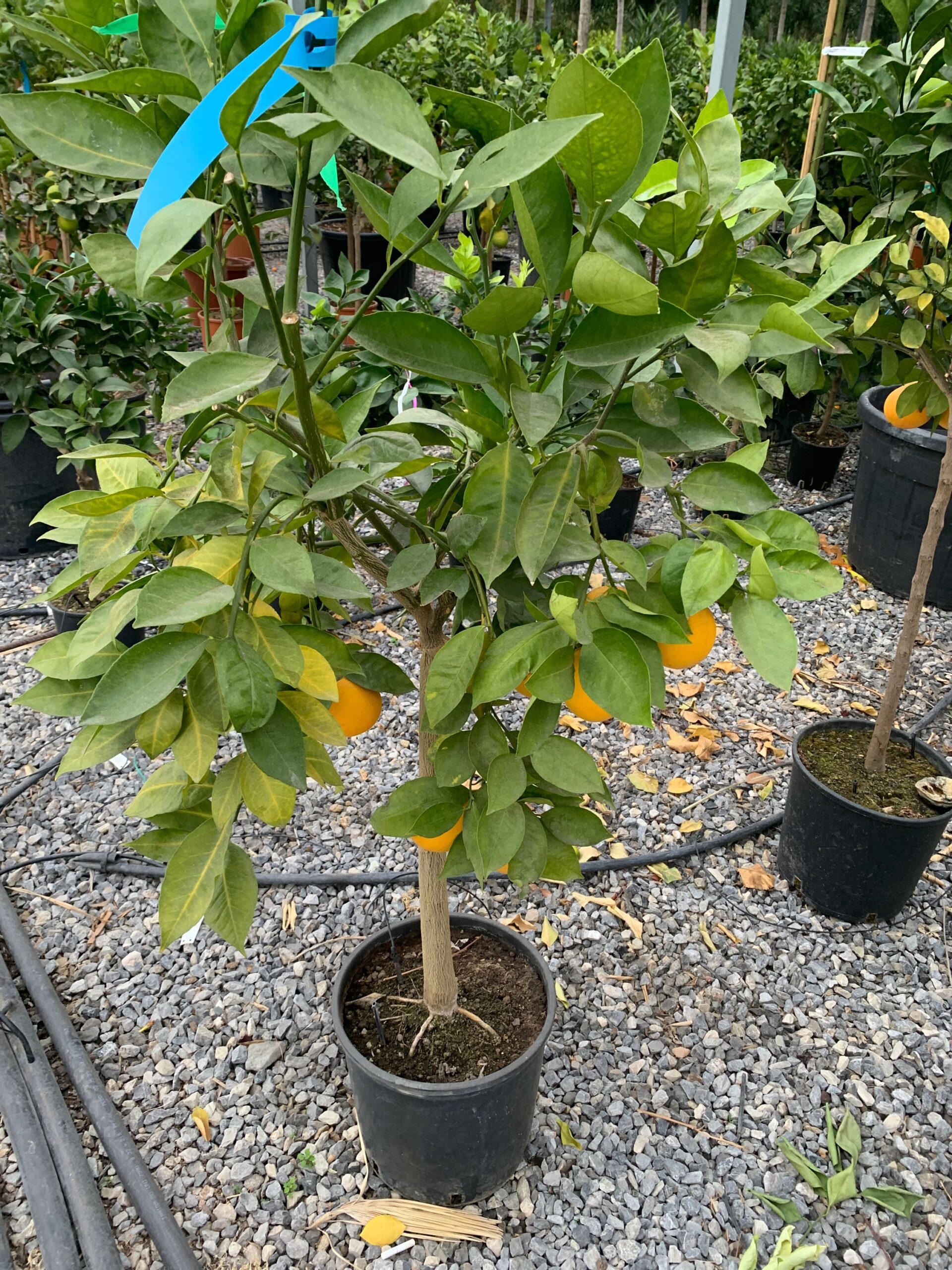 Citrus × SINENSIS Citrus × SINENSIS - slika 1