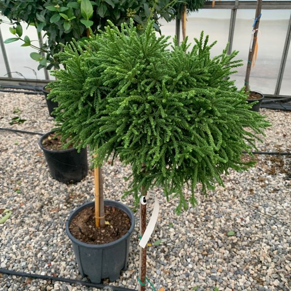 Cryptomeria japonica 'Little Champion' (Kriptomerija na steblu)