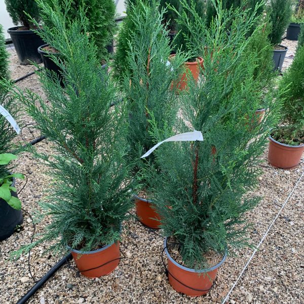 Cupressocyparis leylandii 2001 (Lejlandova cipresa)