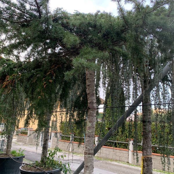 Cedrus deo. 'Pendula' Poveš.atl. cedra