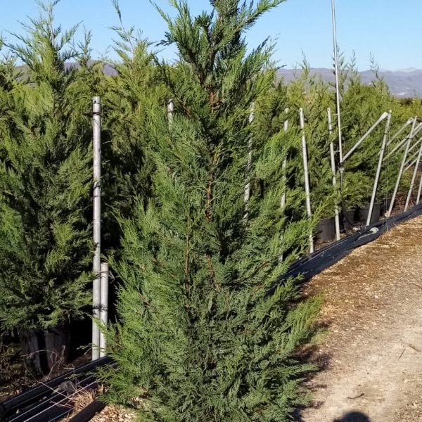 Cupressocyparis leylandii (Lejlandova cipresa)
