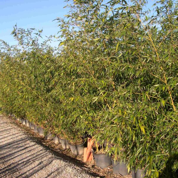 Bambusa phyllost 'AUREOSUL. AUREOCAULIS'