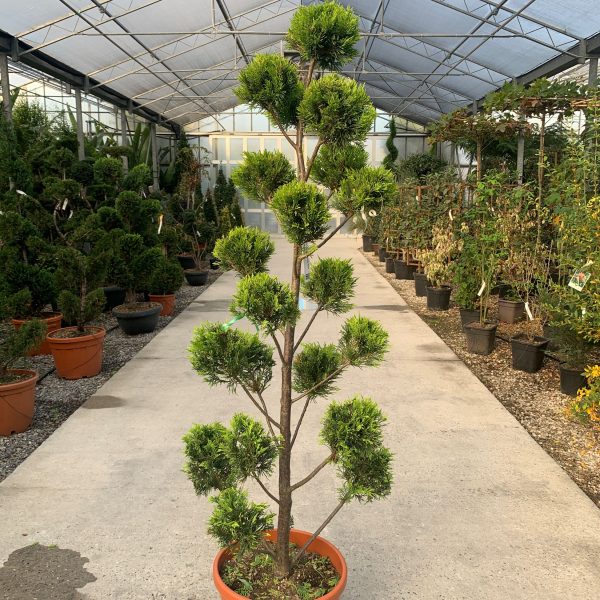 Cupressocyparis leylandii 'Castle Gold´ (Leylandova cipresa, oblikovana)