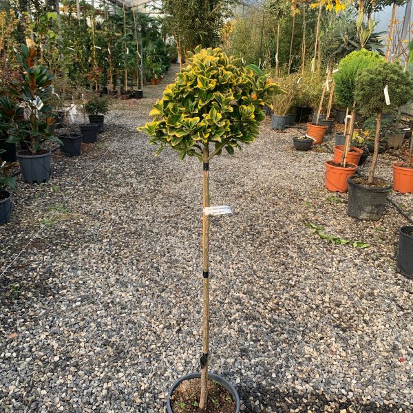 Euonymus japonicus 'Elegantissimus aureus'  (Japonska trdoleska na steblu)
