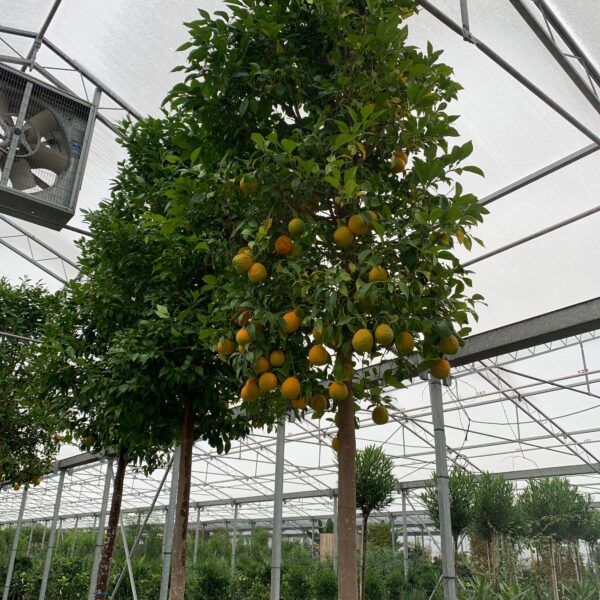 Citrus aurantifolia (Lime)