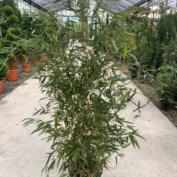 Bambusa phyllost 'AUREOSUL. SPECTABILIS'