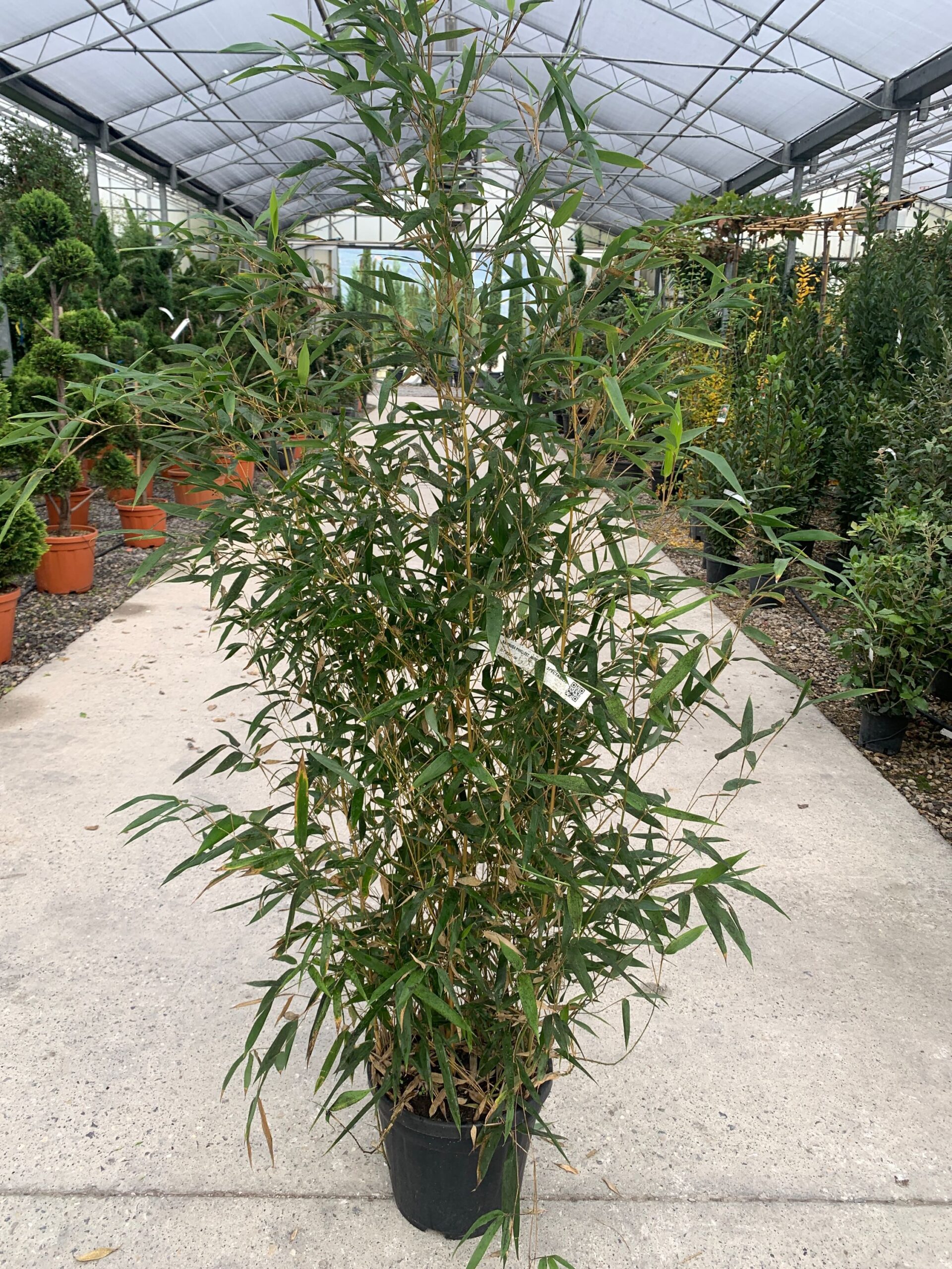Bambusa phyllost 'AUREOSUL. SPECTABILIS' Bambusa phyllost 'AUREOSUL. SPECTABILIS' - slika 1