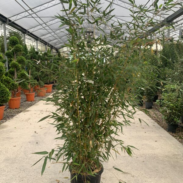 Bambusa phyllost 'AUREOSUL. SPECTABILIS'