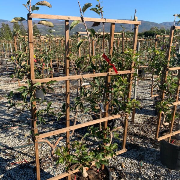 Malus communis 'GOLDEN DELICIOUS'