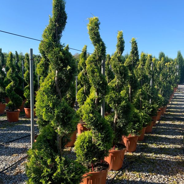 Cupressocyparis leylandii ‘Gold Rider’ (Zlati leylandijski cipres – SPIRALE)