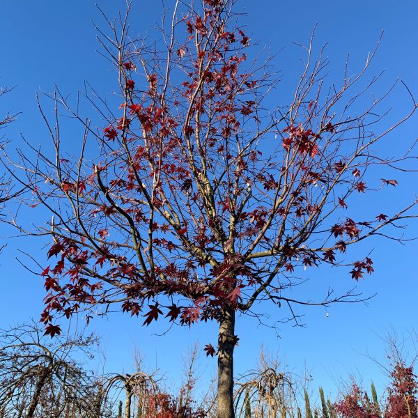 Acer palmatum 'Bloodgood' (Rdečelistni pahljačasti javor)