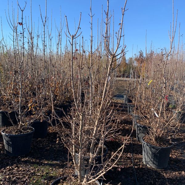 Acer platanoides 'Crimson Sentry' (Rdečelistni ostrolistni javor)