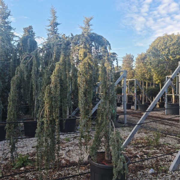 Cedrus atlantica 'Glauca Pendula' (Povešava atlaška cedra)
