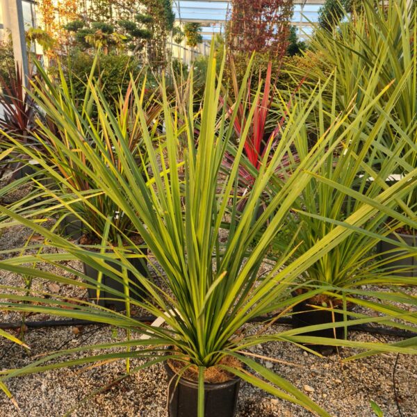 Cordyline australis – novozelandska kordilina