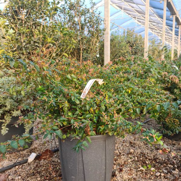 Abelia × GRANDIFLORA ''EDWARD GOUCHER'