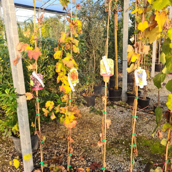 Vitis vinifera 'FRAGOLA BIANCA'