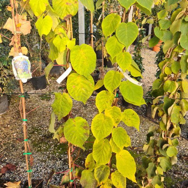 Actinidia chinensis 'Hayward' (Female)
