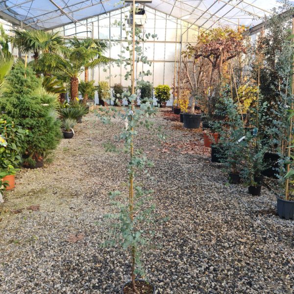 Eucalyptus gunnii (Evkaliptus)