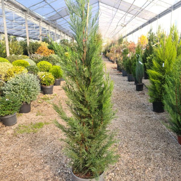 Cupressocyparis leylandii 2001 (Lejlandova cipresa)