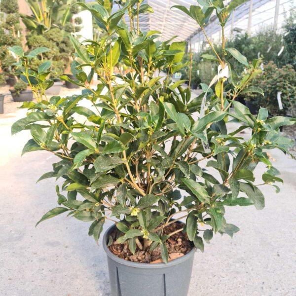 Osmanthus fragrans