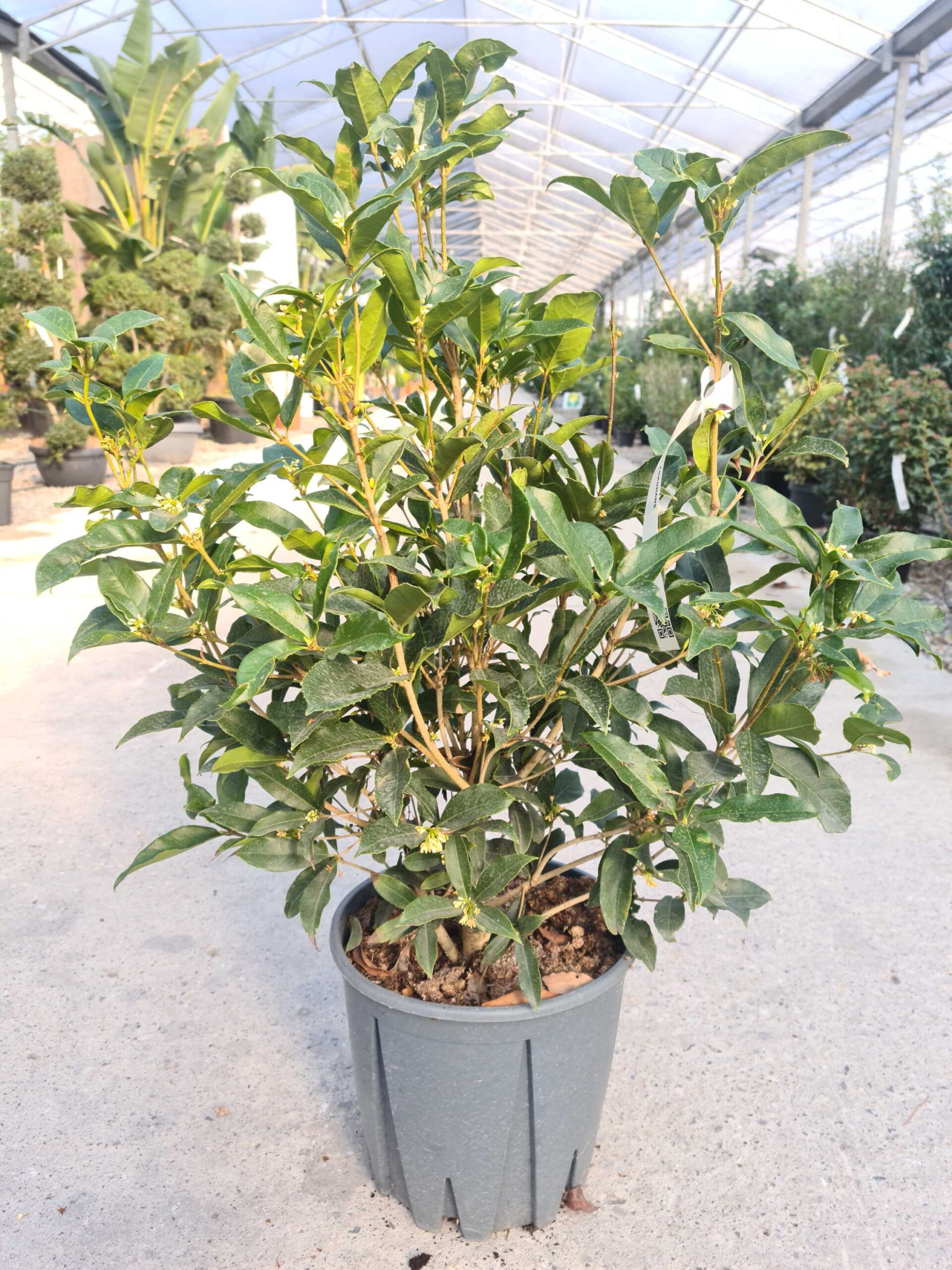 Osmanthus fragrans Osmanthus fragrans - slika 1